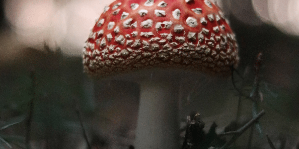 shaman mushroom spores coupon code